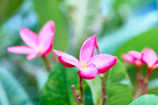 特写粉红鸡蛋花