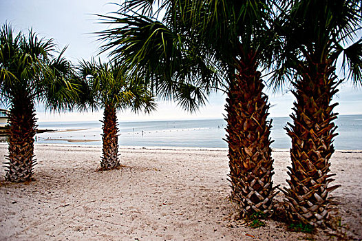 美国,佛罗里达,雪松,钥匙,城市公园,海滩,棕榈树