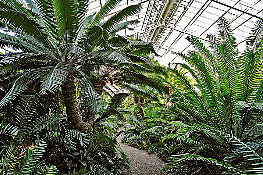 巨大,铁树目裸子植物,植物园,慕尼黑,巴伐利亚,德国,欧洲