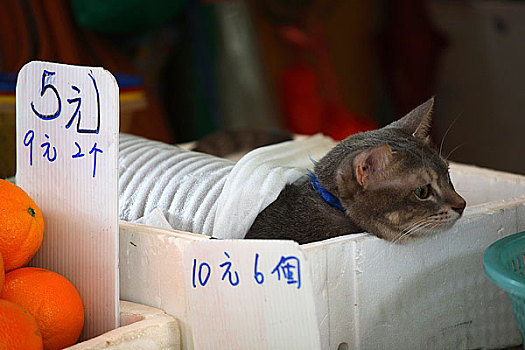 香港回归十周年图片展览－香港市场上出售的小猫