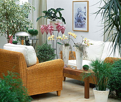 客厅,榕属植物
