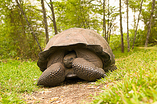 厄瓜多尔,圣克鲁斯岛,加拉帕戈斯群岛,国家公园,巨龟,象龟属,龟,自然保护区
