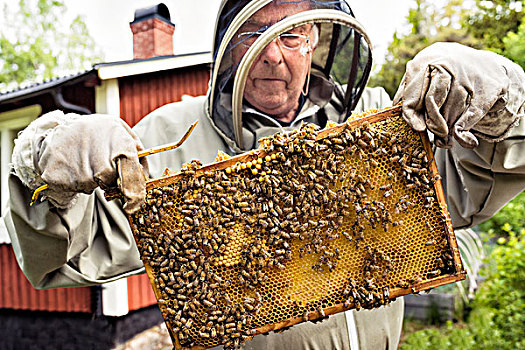 养蜂人,拿着,蜂窝