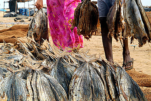 渔业,家庭,风流,女人,帮助,取回,干鱼,太阳,斯里兰卡,十月,2005年