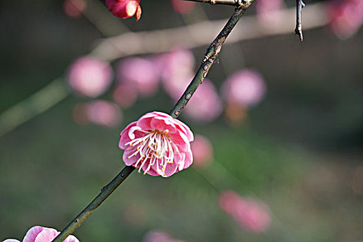 梅花香自苦寒来