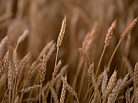 小麦,不列颠哥伦比亚省,加拿大