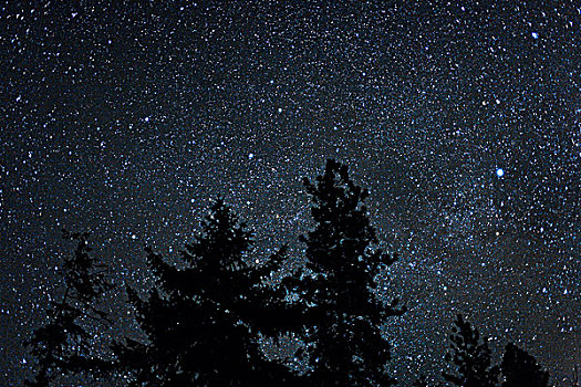 树,剪影,夜空