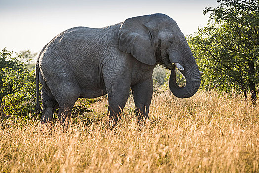 非洲象,进食,高草,埃托沙国家公园,纳米比亚,非洲