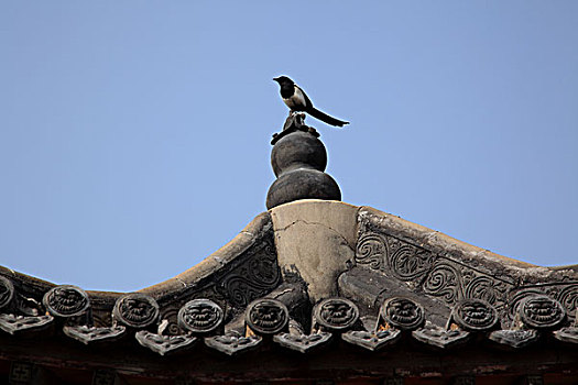 中国古建筑与鸟