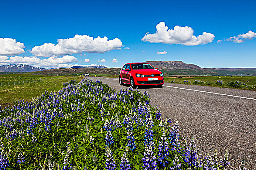 汽车,途中,羽扇豆,道路,冰岛
