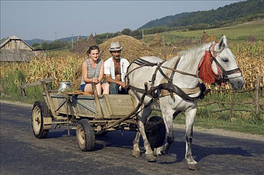 农民,马车,乡间小路,马拉穆列什,罗马尼亚