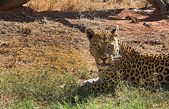 纳米比亚,野生,豹,自然保护区,灌木,露营,局部,帮助,动物