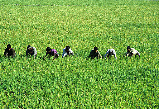 农民,护理,稻田,孟加拉