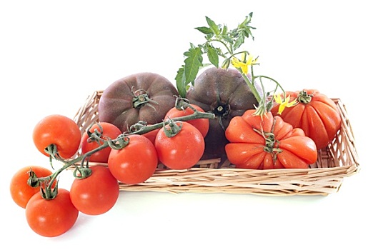 品种,西红柿