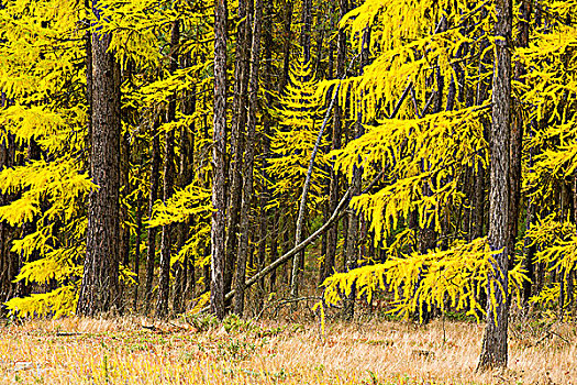 树,发光,秋叶,靠近,不列颠哥伦比亚省,加拿大