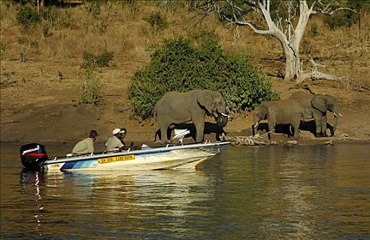 船,乘,乔贝,河,非洲象,河岸,乔贝国家公园,博茨瓦纳,非洲