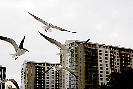 鸟,飞翔,迈阿密,佛罗里达