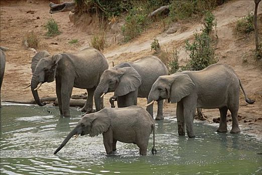 非洲象,群,喝,水潭,肯尼亚