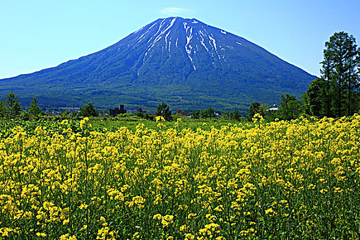 油菜花,山