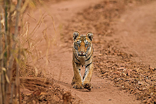 皇家,孟加拉虎,幼兽,移动,虎,自然保护区,印度