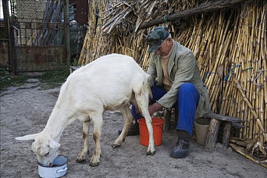 农民,挤奶,山羊,靠近,保加利亚
