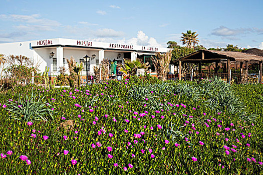 餐馆,花,花园,安达卢西亚,西班牙
