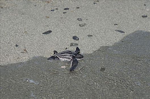 棱皮海龟,棱皮龟,孵化动物,进入,海洋,海湾,巴布亚新几内亚