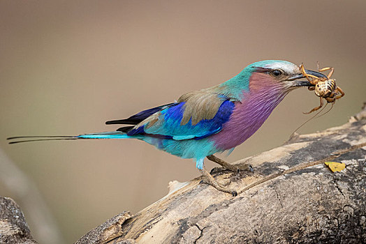 紫胸佛法僧鸟,佛法僧属,昆虫,克鲁格国家公园,南非,非洲