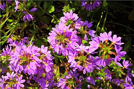 紫罗兰,花,花园,太阳