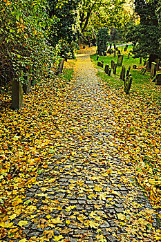 叶子,遮盖,小路,犹太,墓地,蠕虫,莱茵兰普法尔茨州,德国