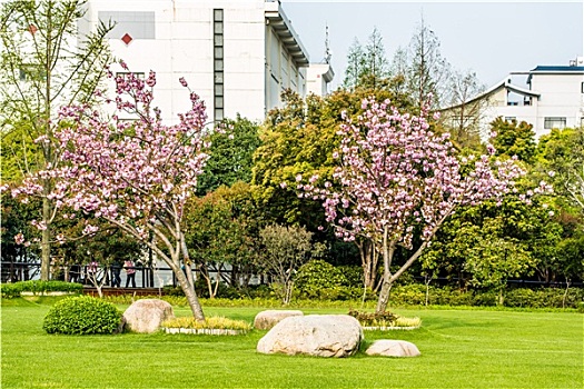 花,樱桃树,公园,上海,中国