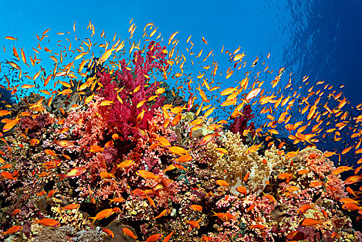 成群,游动,挨着,珊瑚礁,红海,埃及,非洲