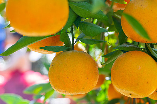 柑橘长啥样图片
