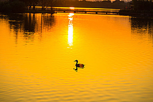 黄昏时湖上游的鹅