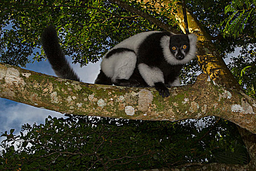 黑白,狐猴,树,东北方,马达加斯加,非洲