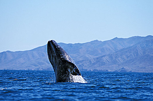灰色,鲸,成年,加利福尼亚,墨西哥