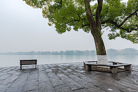 杭州西湖风光香樟树