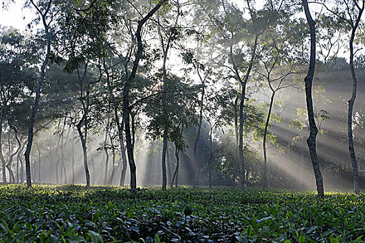 茶,花园,地区,首都,孟加拉,十一月,2008年