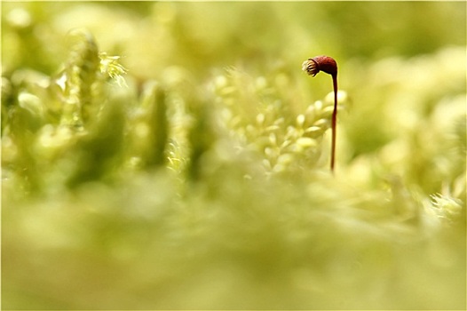 苔藓