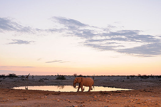 非洲象,水坑,晚上,埃托沙国家公园,靠近,区域,纳米比亚,非洲