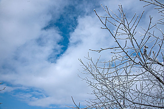 四川大邑县西岭雪山日月坪原始森林中的雪树挂