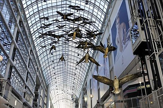 黑额黑雁,飞行,停止,玻璃屋顶,多伦多,伊顿中心,一个,购物,商场,北美,安大略省,加拿大
