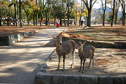 日本奈良公园