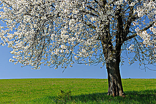 樱桃树,弗兰克尼亚,巴伐利亚,德国