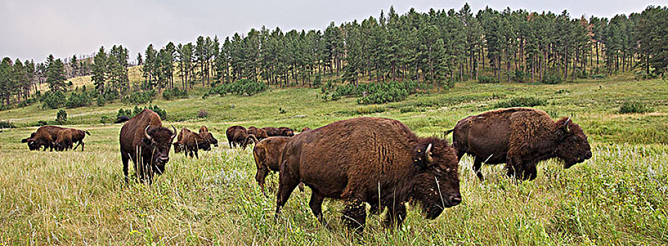 美国,南达科他,卡斯特州立公园,牧群,野牛