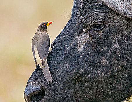 肯尼亚,马赛马拉,牛椋鸟,脸,南非水牛,马赛马拉国家保护区