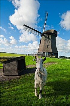 山羊,正面,荷兰人,风车