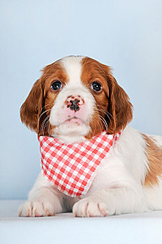 爱尔兰,红色,白色,塞特犬,小狗,8星期大,卧,方格,围巾,棚拍,奥地利,欧洲