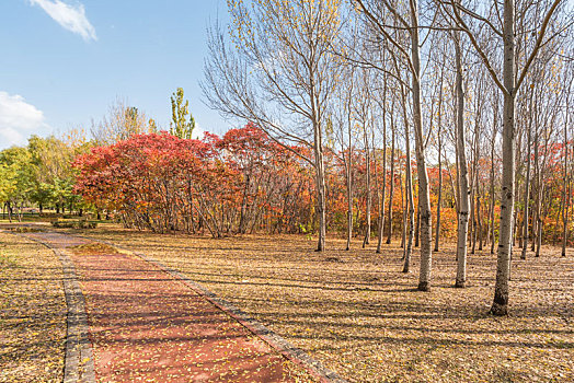 秋季沈阳公园的林荫道