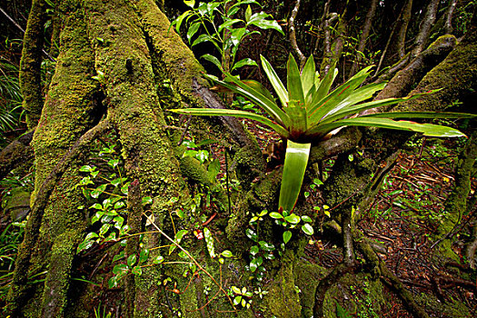 雾林,凤梨科植物,哥斯达黎加
